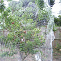 Fruit Tree Safety Plastic Anti Bird Netting